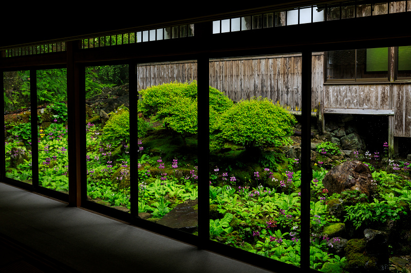 九輪草咲く雨の古知谷阿弥陀寺_f0155048_12215328.jpg