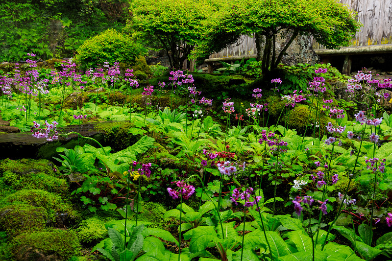 九輪草咲く雨の古知谷阿弥陀寺_f0155048_1223372.jpg