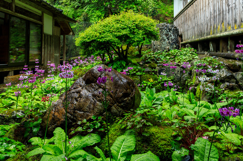 九輪草咲く雨の古知谷阿弥陀寺_f0155048_1224815.jpg