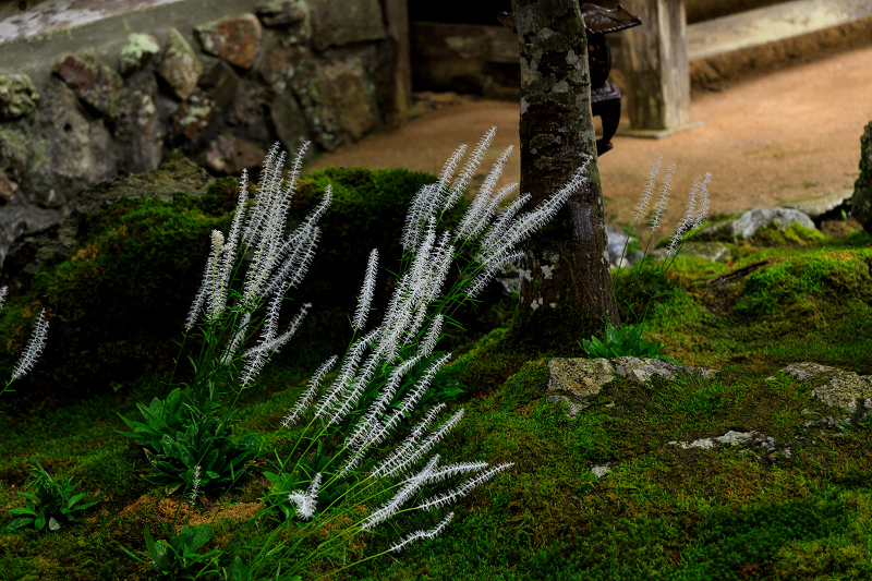 九輪草咲く雨の古知谷阿弥陀寺_f0155048_1225066.jpg