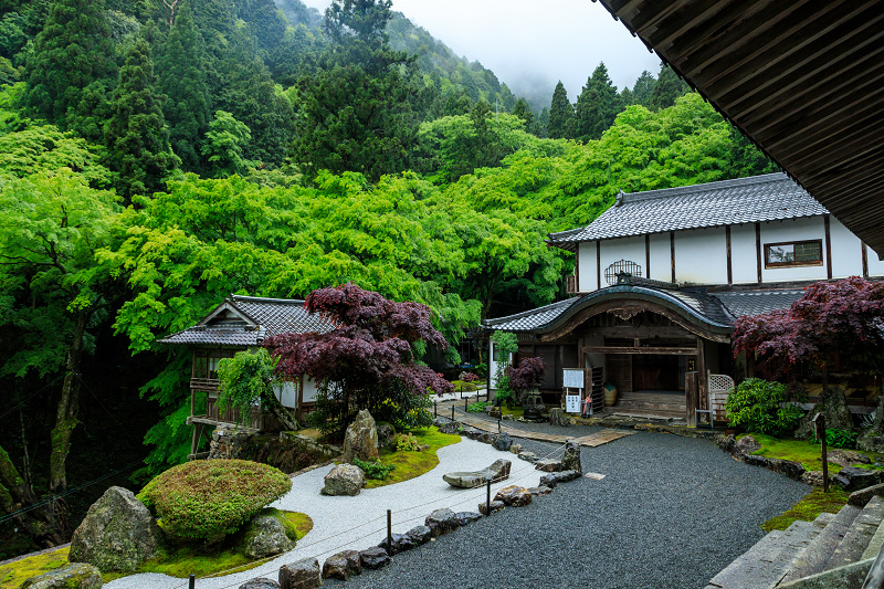 九輪草咲く雨の古知谷阿弥陀寺_f0155048_1225482.jpg