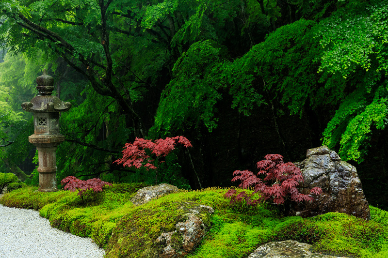 九輪草咲く雨の古知谷阿弥陀寺_f0155048_12264591.jpg