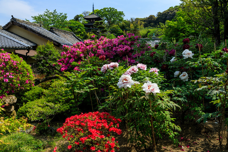 牡丹とツツジの千佛院（當麻寺塔頭）_f0155048_23225224.jpg