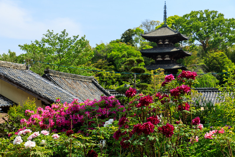 牡丹とツツジの千佛院（當麻寺塔頭）_f0155048_23232176.jpg