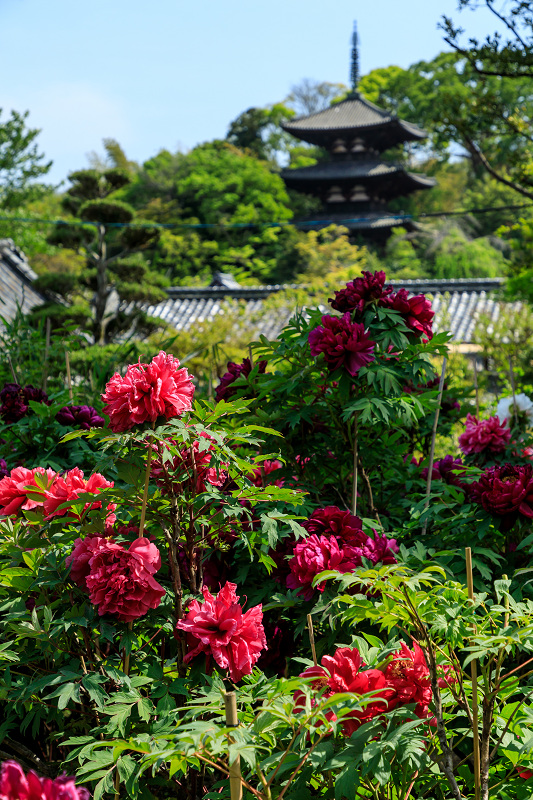 牡丹とツツジの千佛院（當麻寺塔頭）_f0155048_23232742.jpg