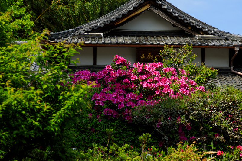 牡丹とツツジの千佛院（當麻寺塔頭）_f0155048_23233072.jpg