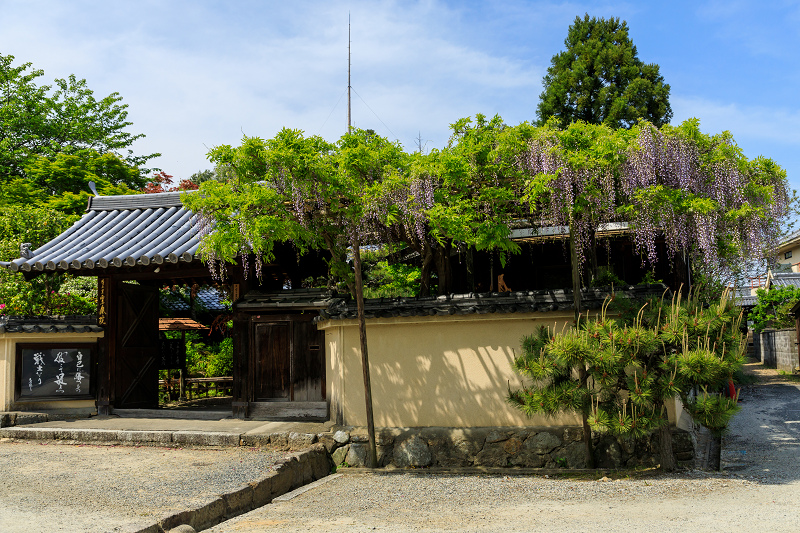 牡丹とツツジの千佛院（當麻寺塔頭）_f0155048_23235973.jpg