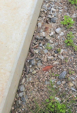 e0172950_2105683.jpg