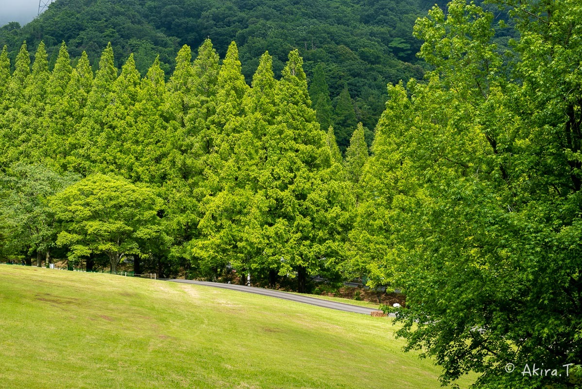 f0152550_21564620.jpg