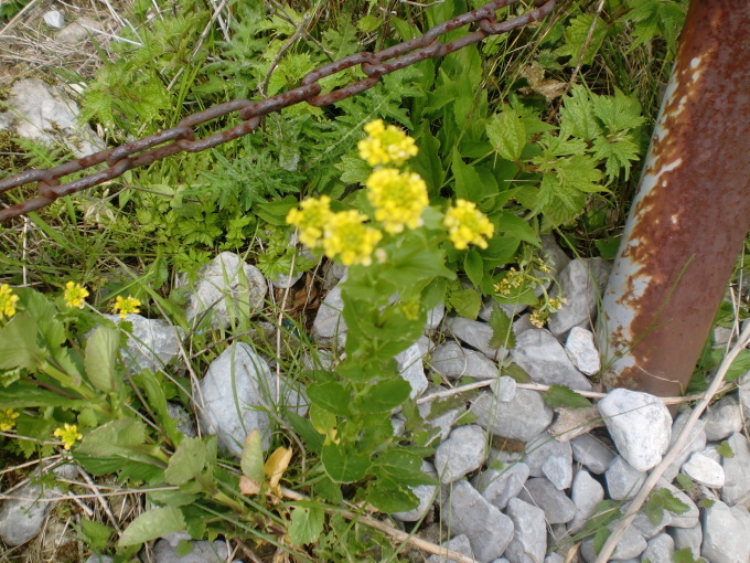 d0154954_09352510.jpg