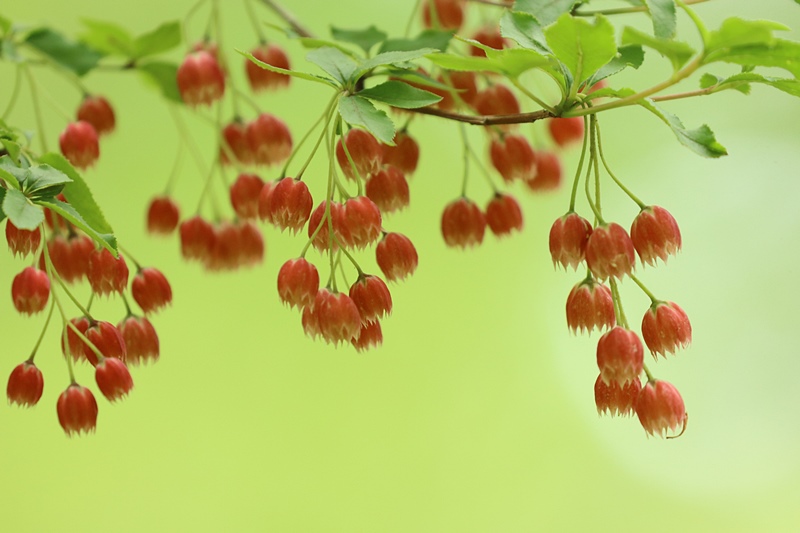 新緑のなかで咲く赤い花 Happy Cafe Vol 2