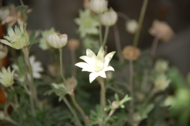 花苗植え込みで　大わらわ_c0108460_22001661.jpg