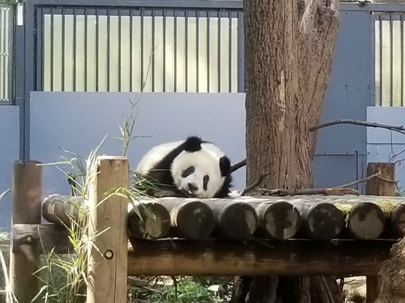 シャンシャン　満一歳おめでとう_f0129761_09491095.jpg