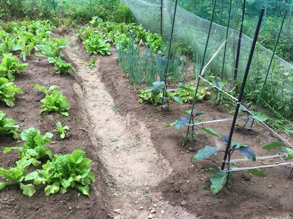 2018.6.13. MY allotment working._d0359862_16273121.jpg