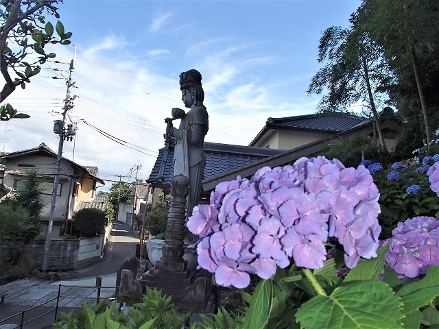 昼から晴れたので紫陽花を観に_b0044663_01011529.jpg