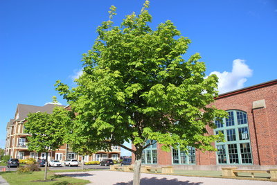 c0353373_20382729.jpg