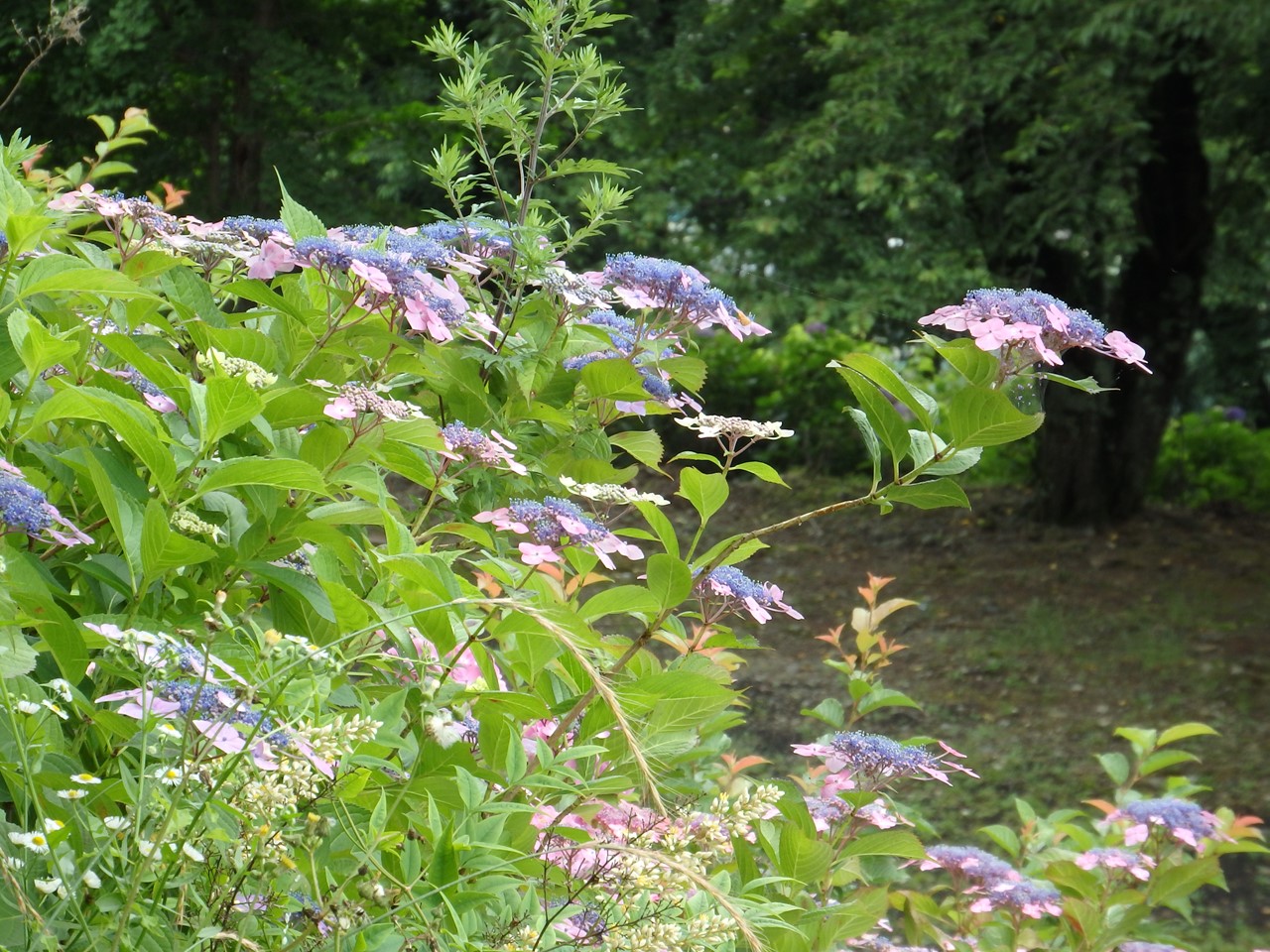 d0054276_20432899.jpg