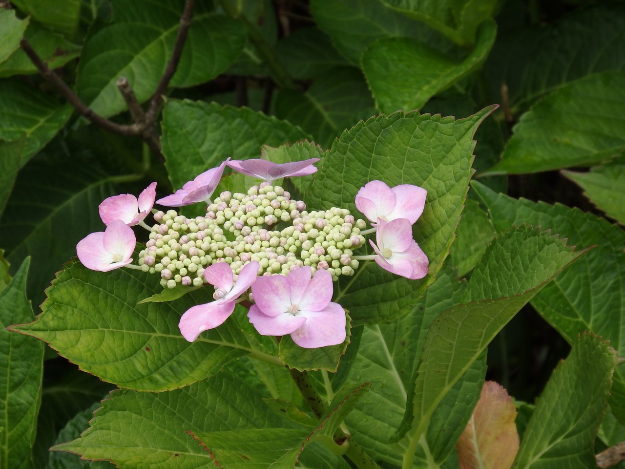 d0054276_20471144.jpg