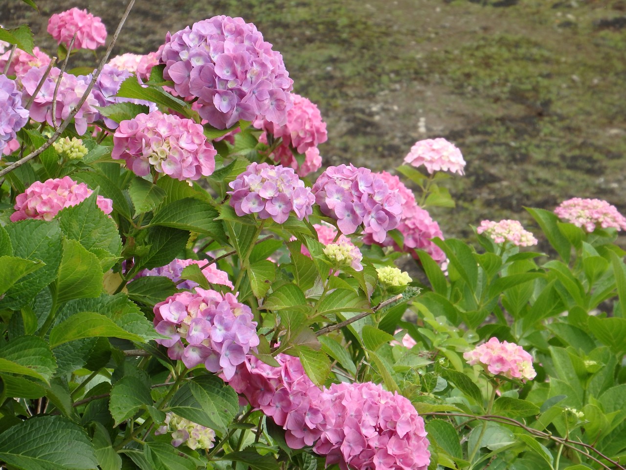 d0054276_2049139.jpg