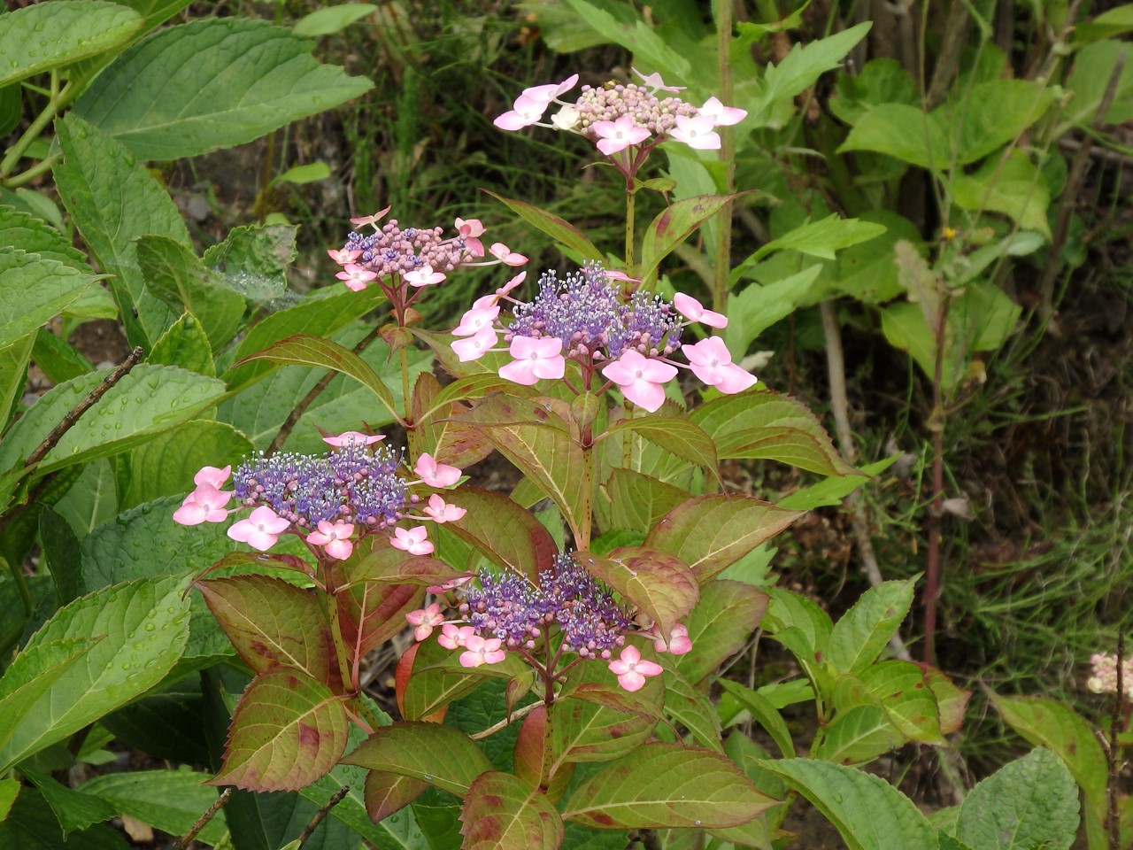d0054276_20494395.jpg