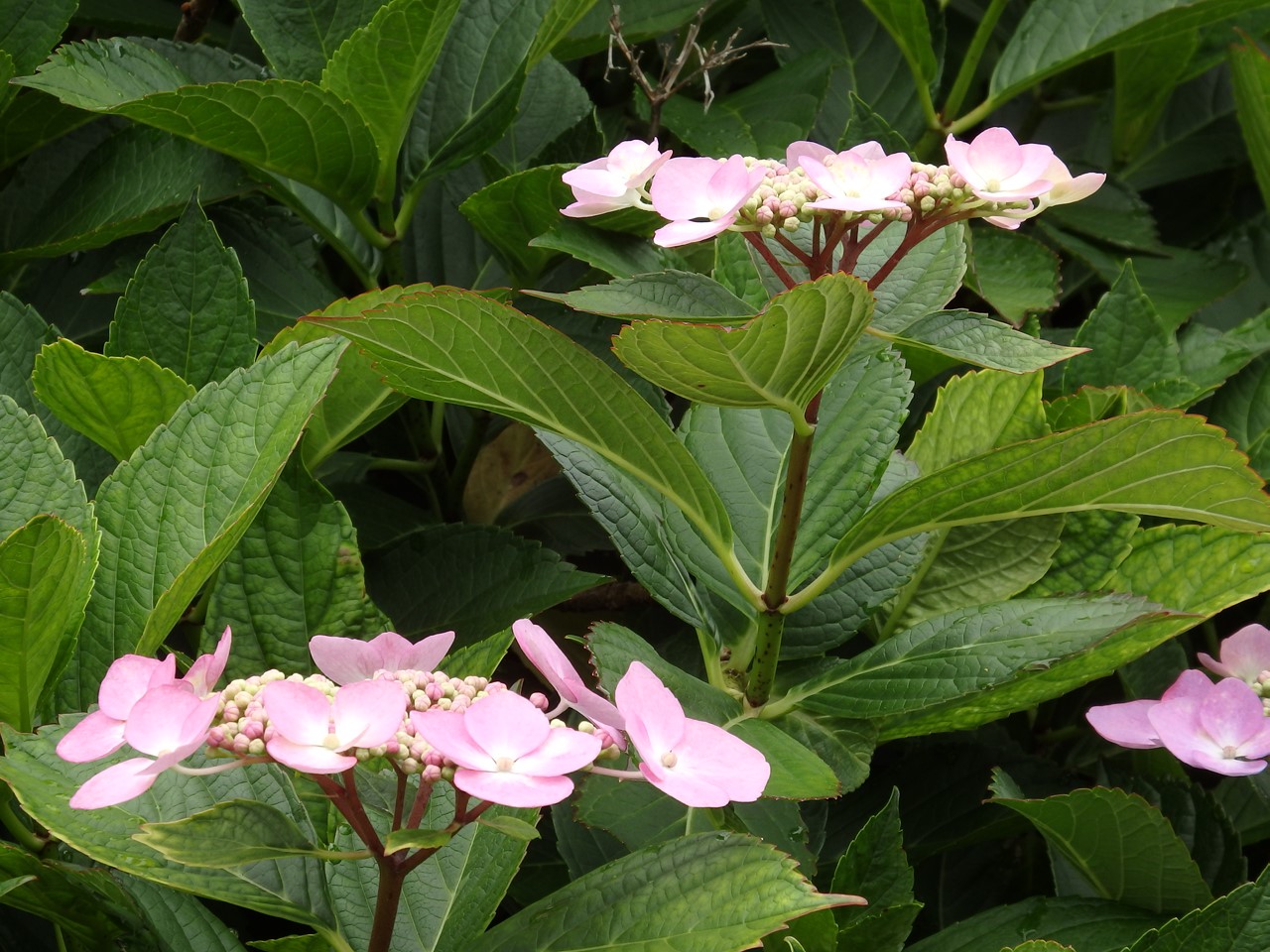 d0054276_20521185.jpg