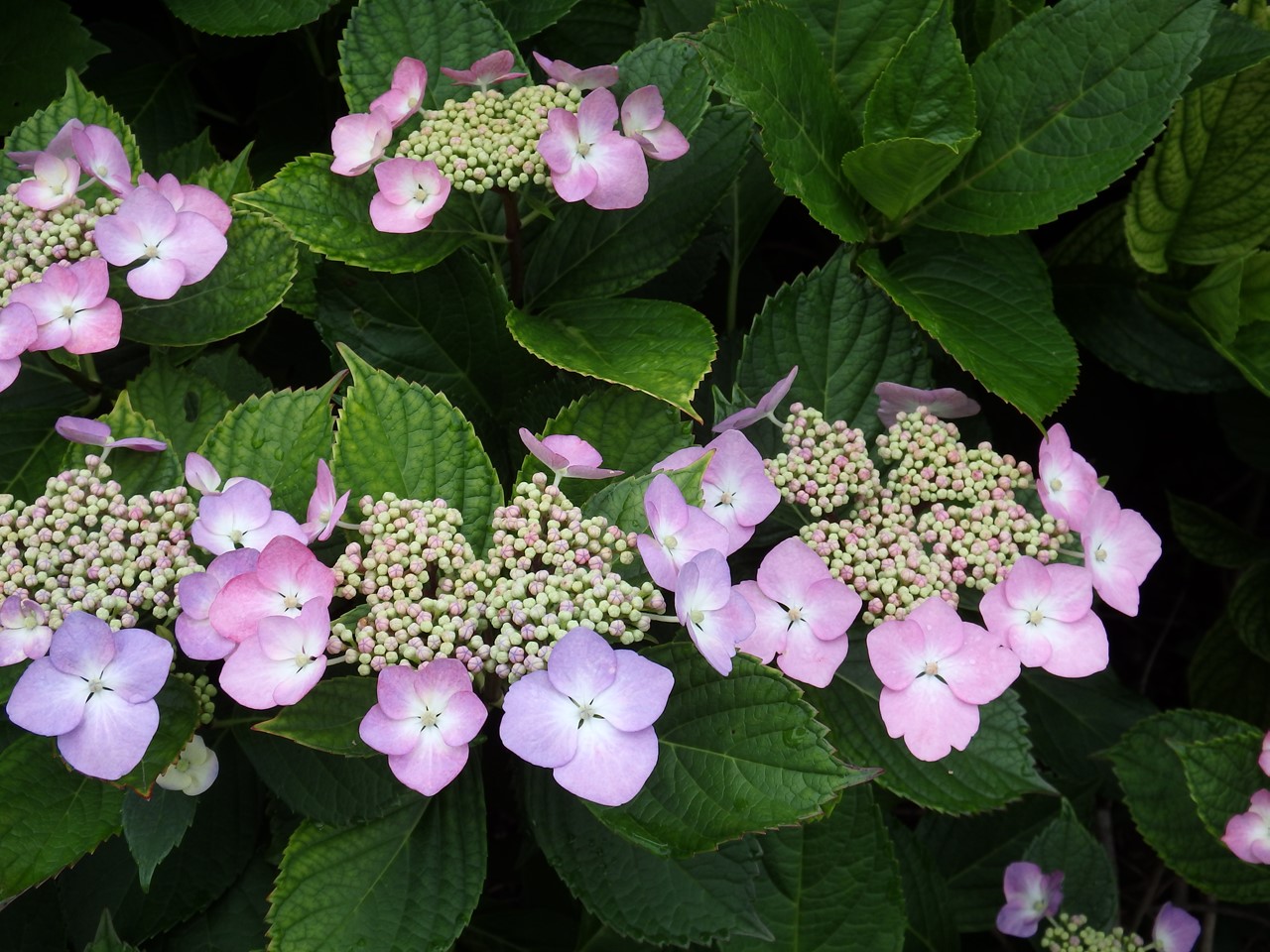 d0054276_20522317.jpg