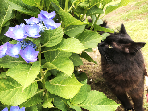 チョコ坊、紫陽花ワン＆ニャン歩♪_a0308381_19402541.jpg