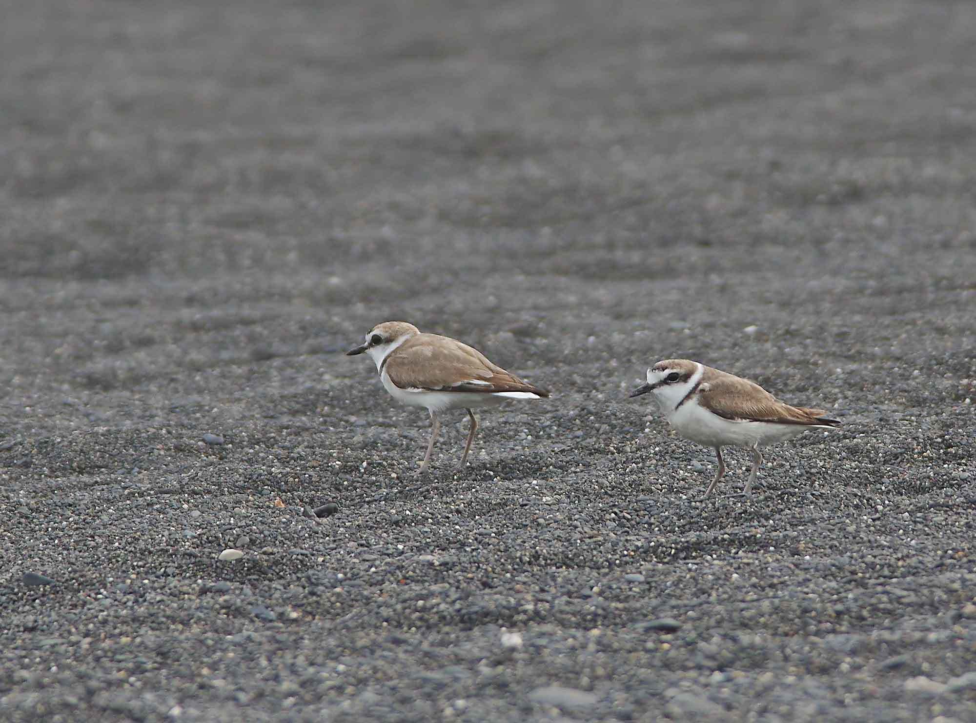 2018年　　6月　　野鳥_c0176183_12473168.jpg