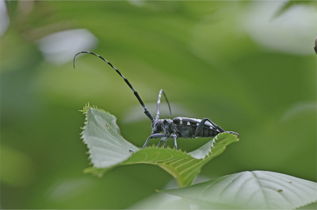 ●● 飛んで火に入る夏の虫・・・・・・・ゴマダラカミキリ ●●_d0209988_23103054.jpg