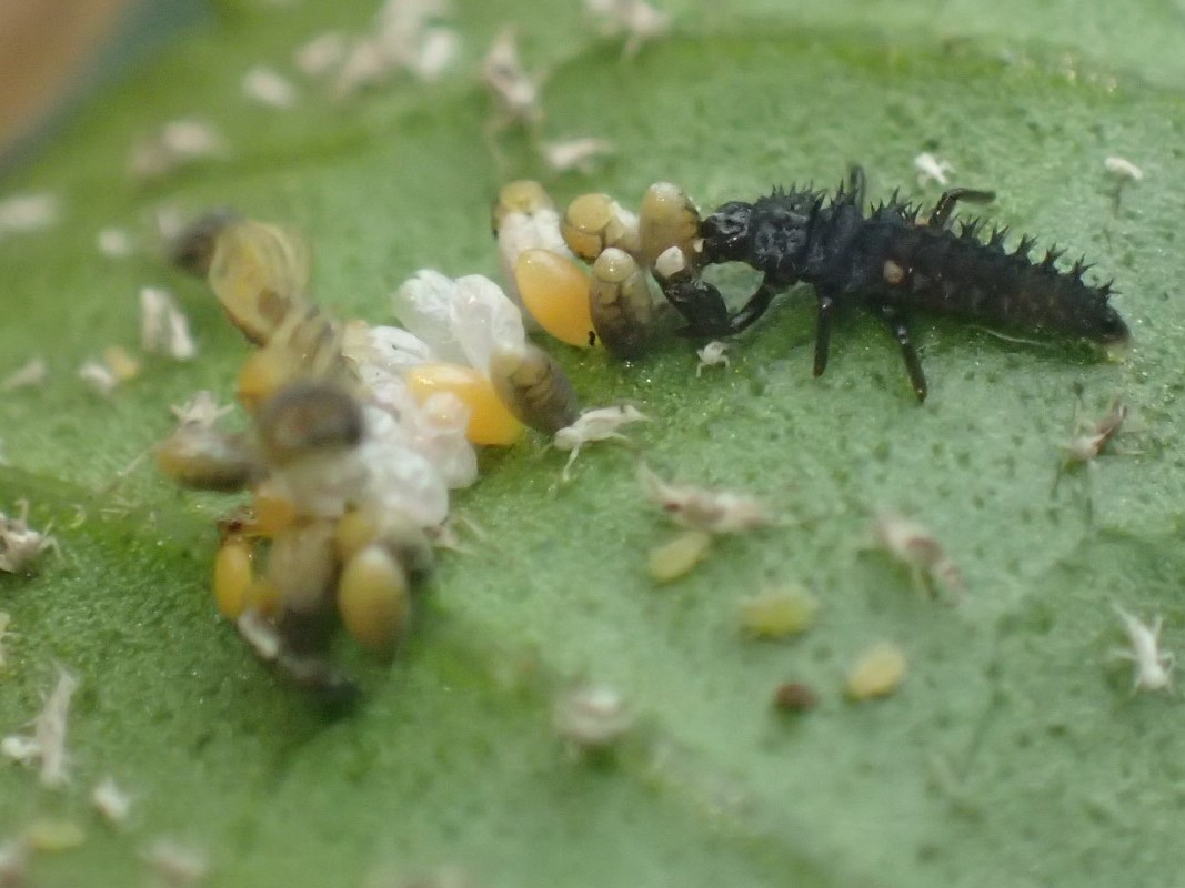 テントウムシの幼虫の共食い 写ればおっけー コンデジで虫写真