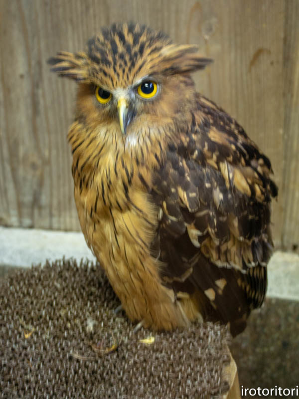 応援中 マレーウオミミズク ミソサザイ 18 06 12 いろとりとり 応援中 マレーウオミミズク ミソサザイ 18 06 12 いろとりとり