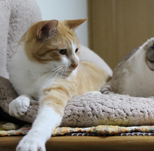 アフレコ飼い主編_a0333195_21473121.jpg