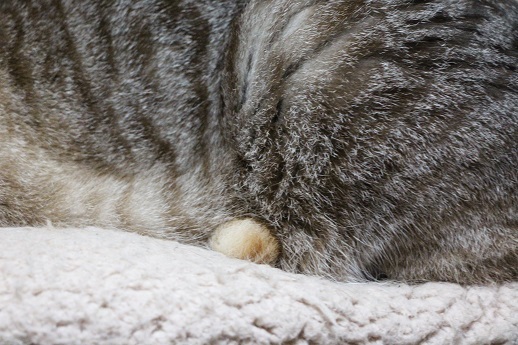 アフレコ飼い主編_a0333195_21473886.jpg