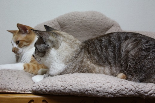 アフレコ飼い主編_a0333195_21474350.jpg