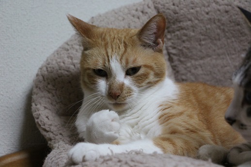 アフレコ飼い主編_a0333195_21474930.jpg