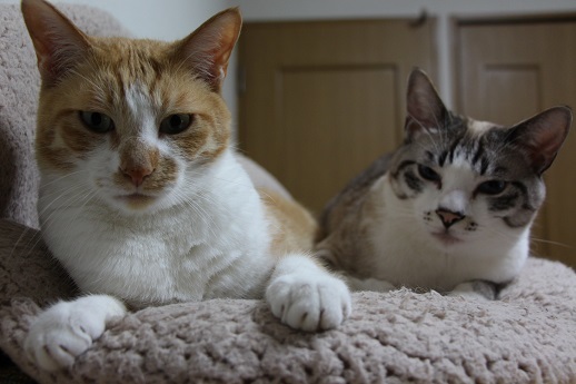 アフレコ飼い主編_a0333195_21475672.jpg