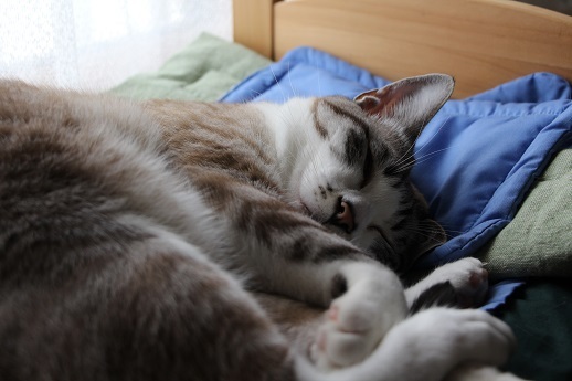アフレコ飼い主編_a0333195_21550486.jpg