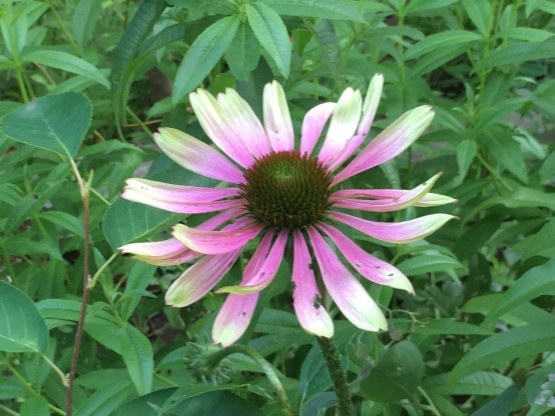 ブラックベリーと花を喰い荒らす虫‼︎_b0349795_17414763.jpg