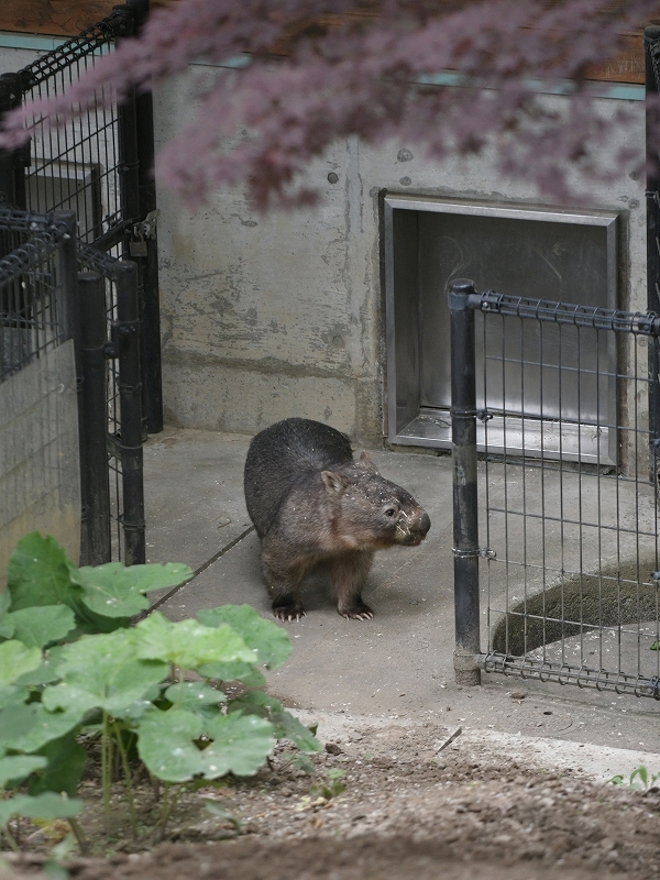 茶臼山動物園のウォレス 隣で暮らす女の子 Bonsoir