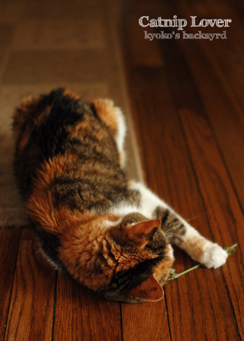 私のキャットニップ~!その1_b0253205_01091056.jpg