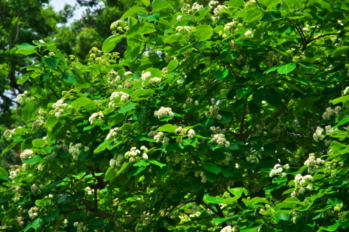 a0263109_16400152.jpg