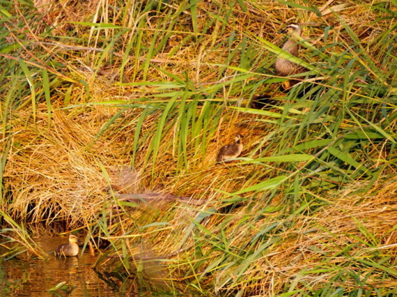 d0048812_10591777.jpg