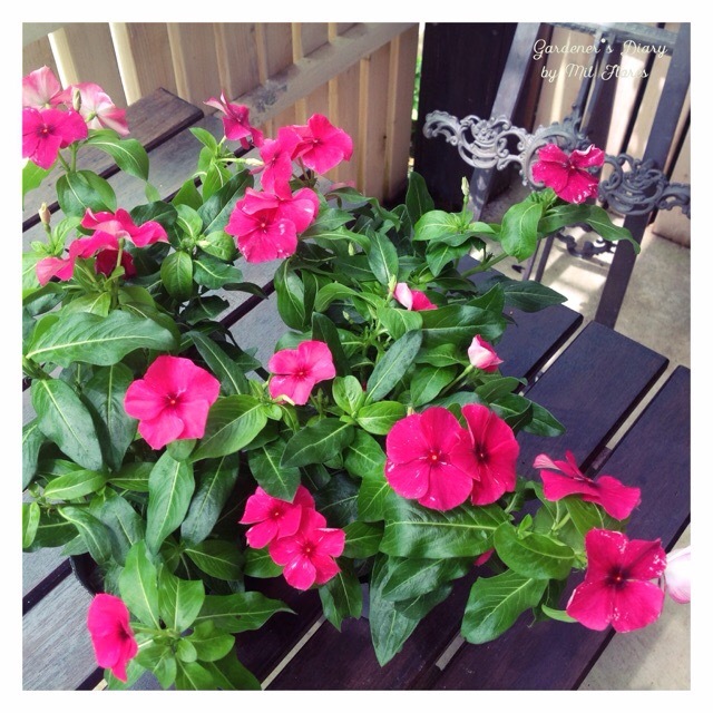 Photo of the leaves of Vinca Catharanthus roseus Tattoo Black Cherry  posted by JitWit  Gardenorg