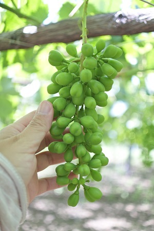かけ ぶどう の 時期 の 袋