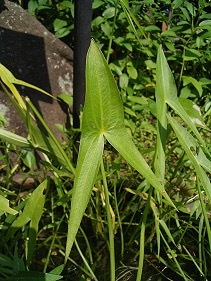 d0161928_00014013.jpeg