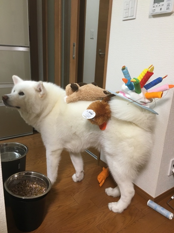 e0364035_00403846.jpeg