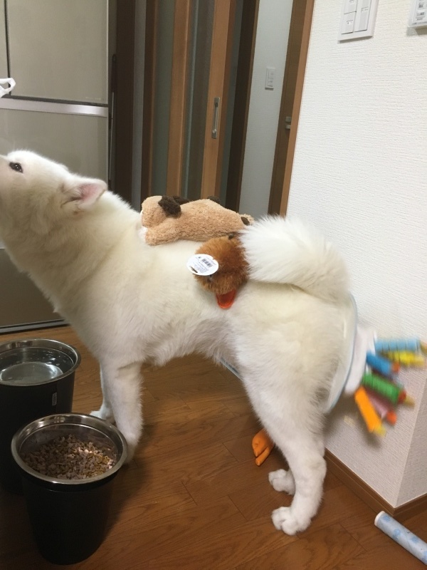 e0364035_00405146.jpeg