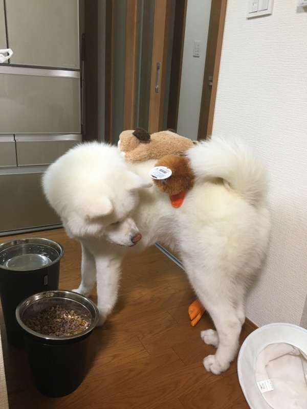 e0364035_00424223.jpeg