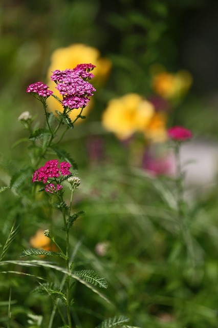 a0242438_19543218.jpg
