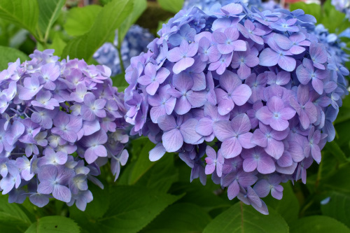 梅雨時の花_e0290941_22254746.jpg